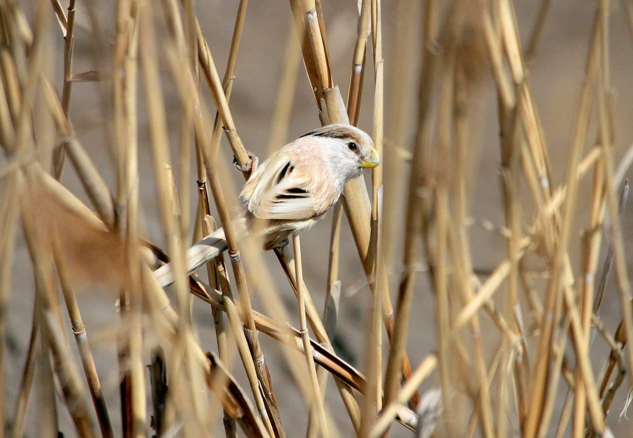 Biotope Bretagne