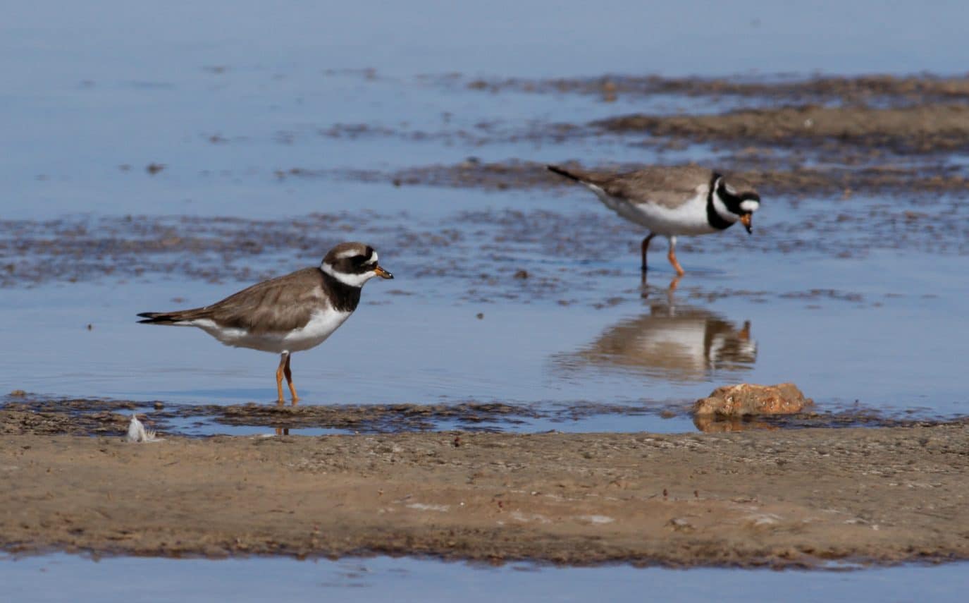 Charadrius hiaticula Moulouya