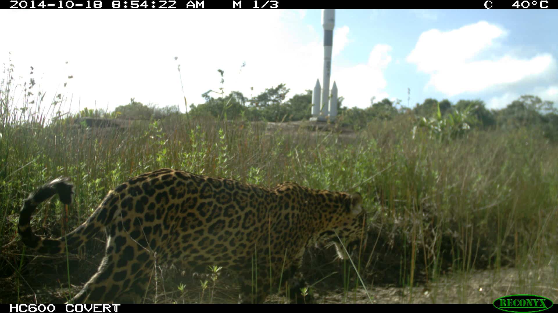 Guépard sur le site du Centre Spatial Guyanais