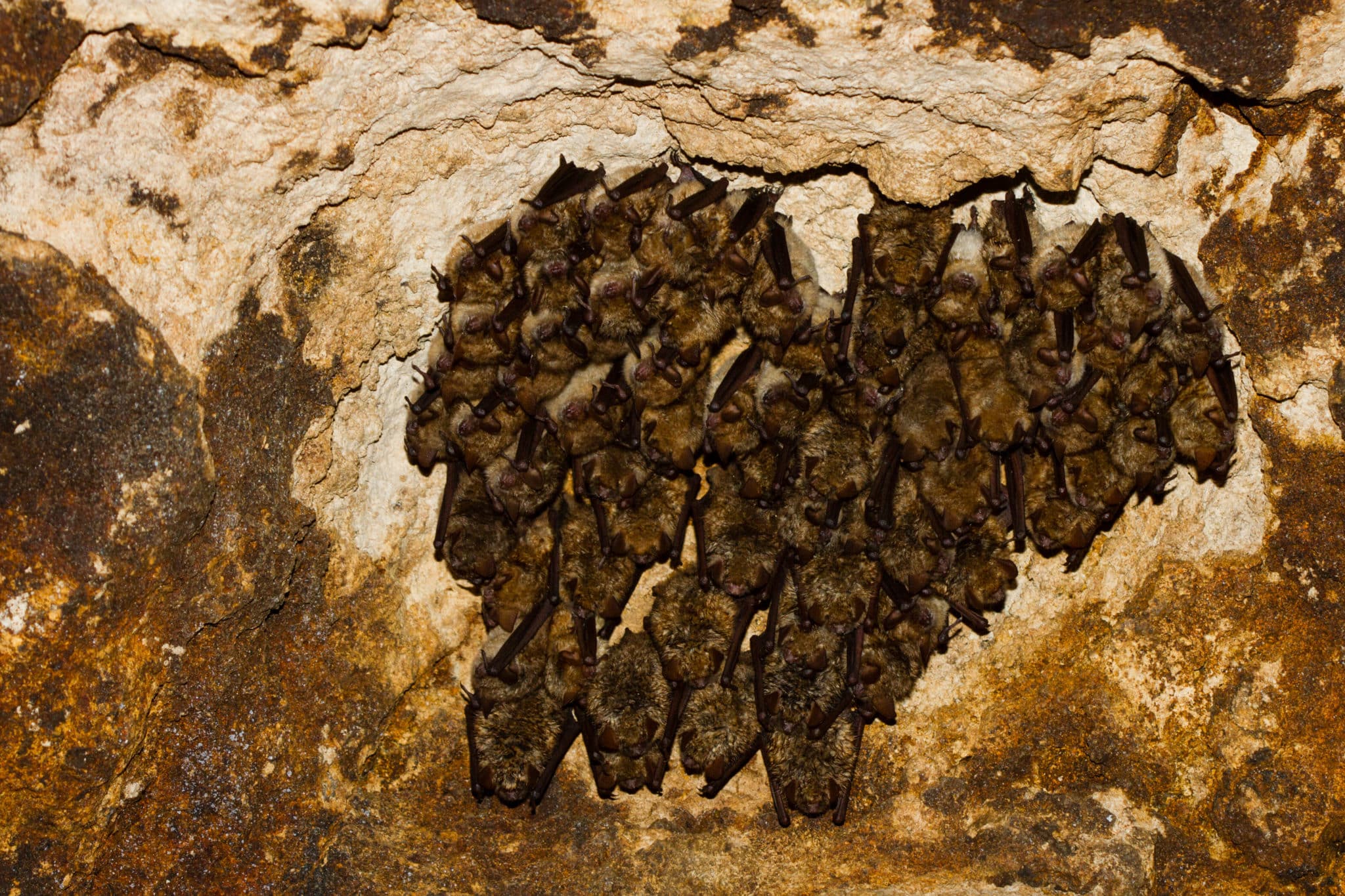 Grotte aux Murins à Oreilles échancrées