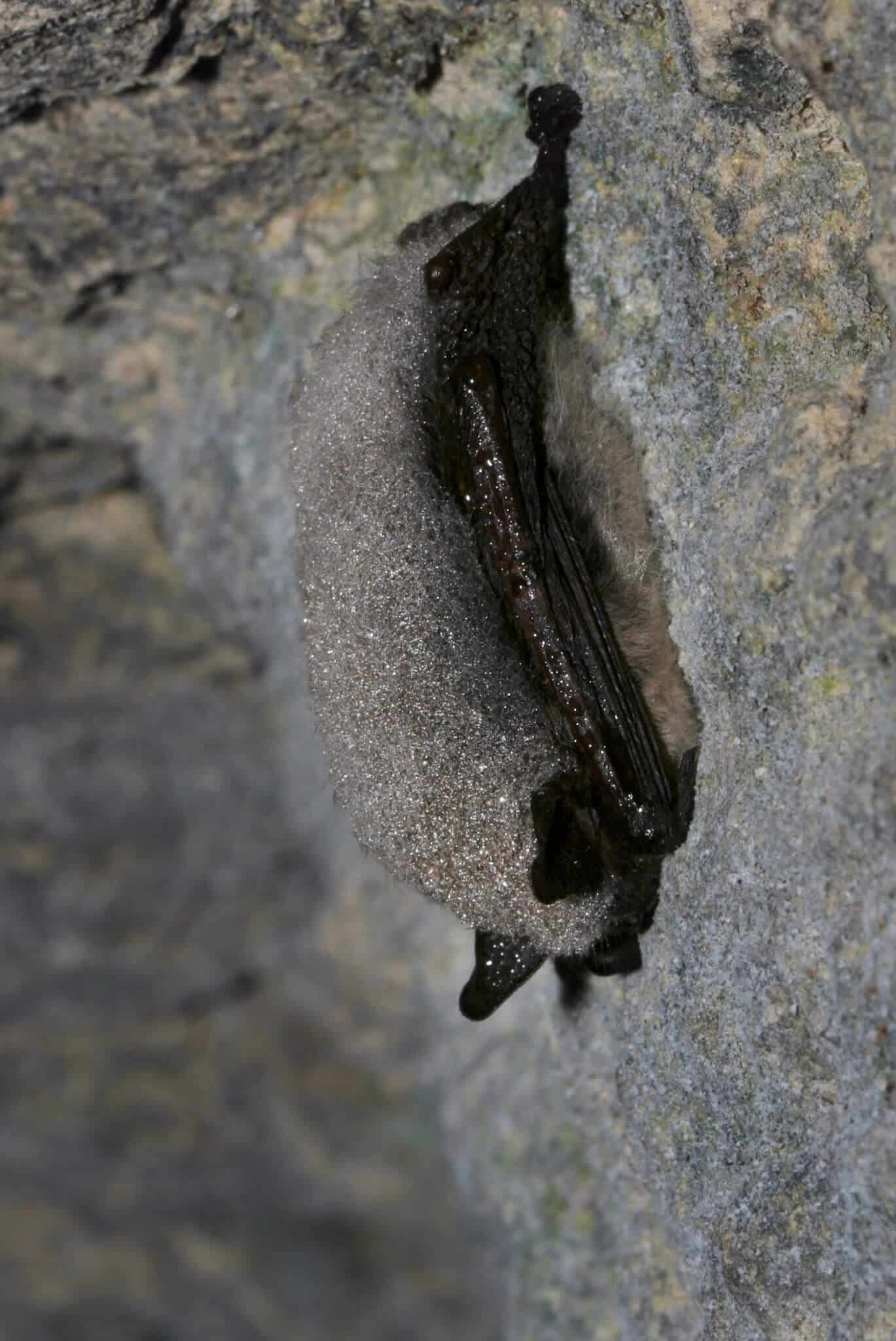 Murin à moustaches