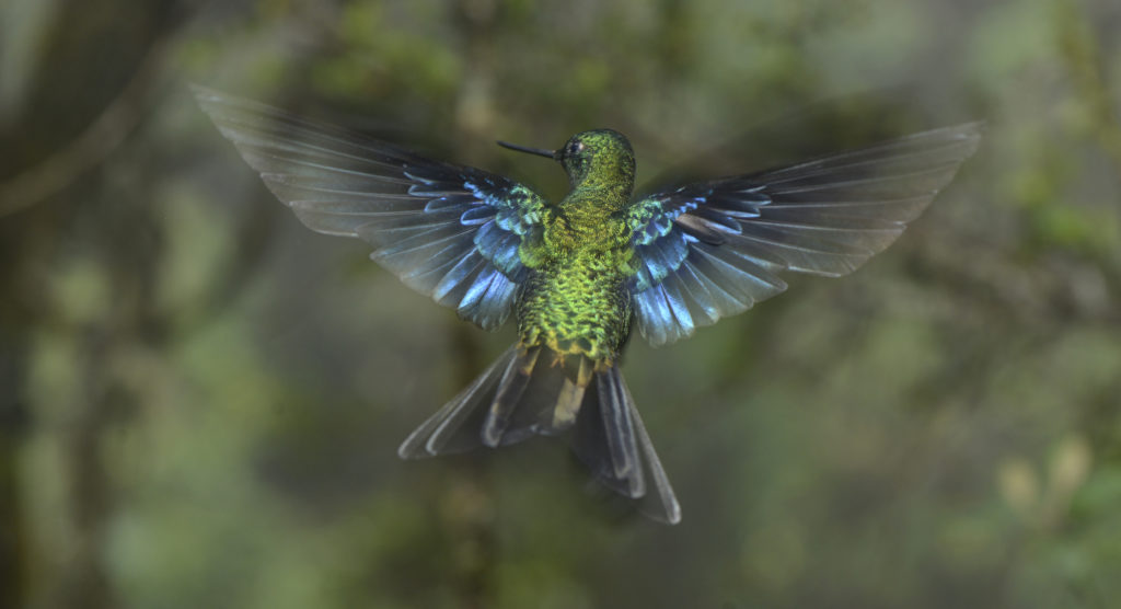 Colibri en vol, Colombie, par Mélissa Melki. 