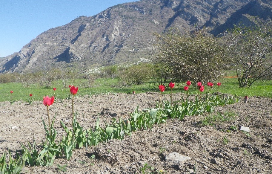 Tulipe précose, transplantée en 2017, Mission tunnel Lyon-Turin, Antoine Chapuis, Biotope.