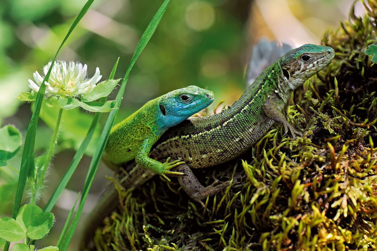 Biotope Amazonie