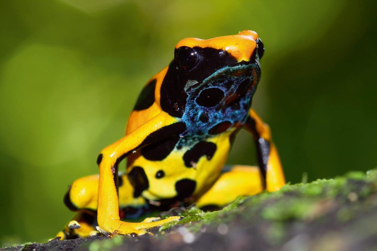 Biotope Caraibes