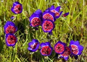 Geissorhiza radians, Afrique du Sud, par Frédéric Melki, Biotope.