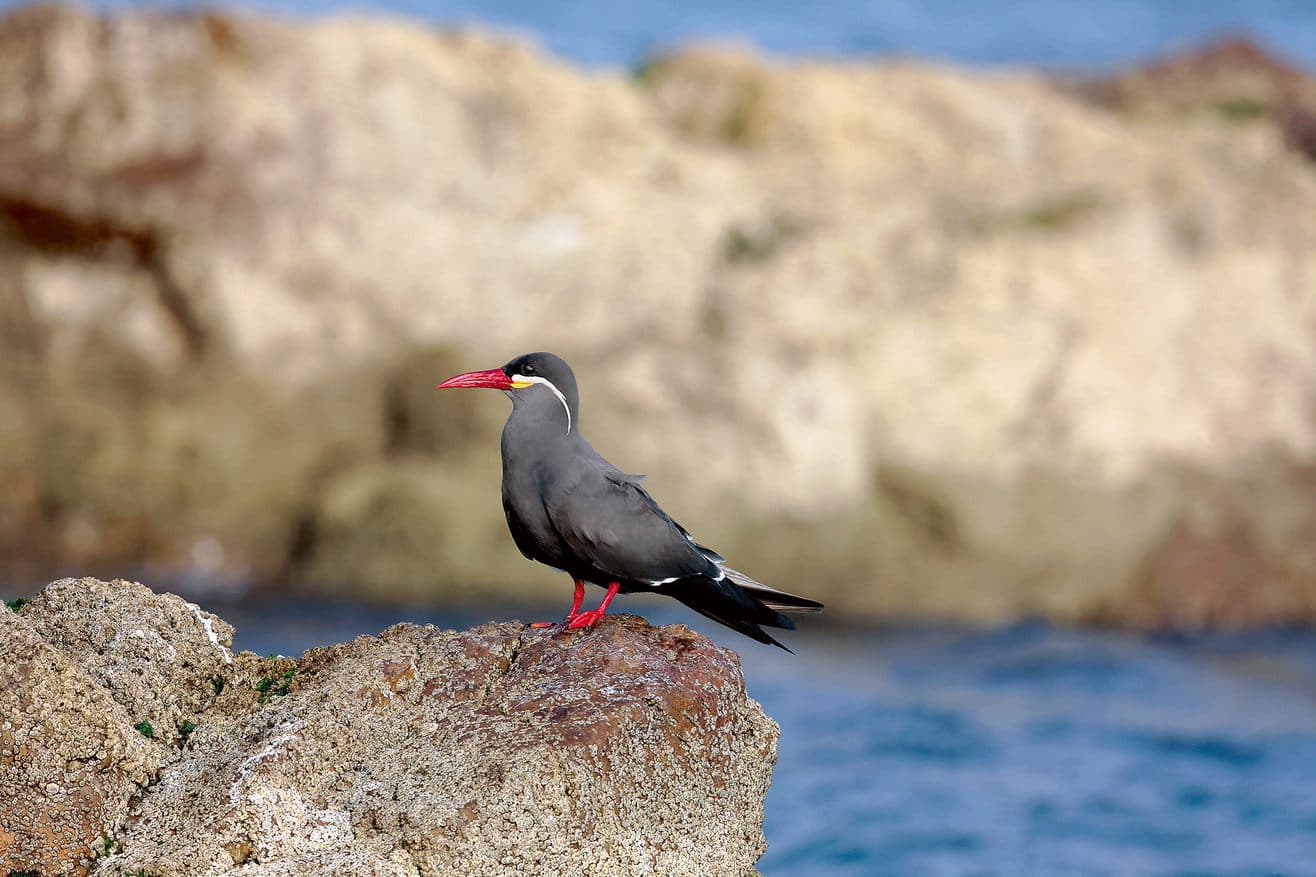 Biotope Nord Littoral