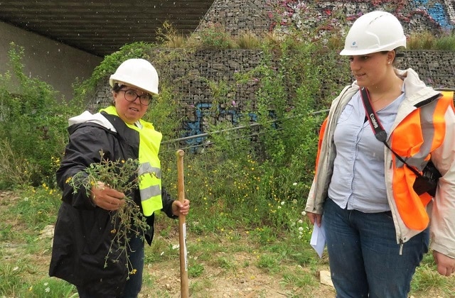 Lotier à feuilles étroites sur la ligne 15 sud