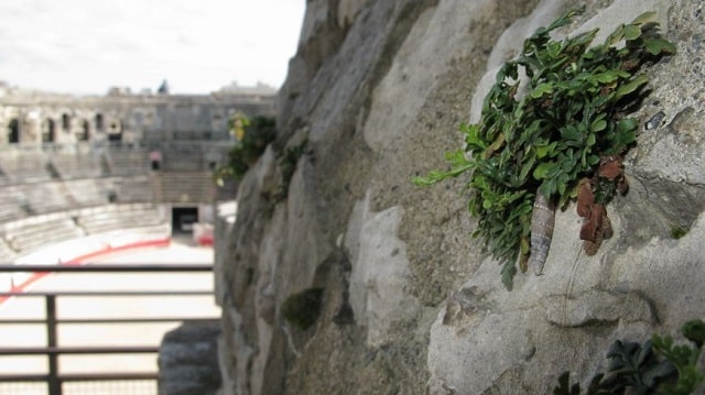 Les Clausilies romaines des arènes de Nîmes