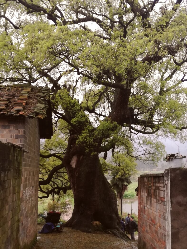 Camphrier centenaire, Fuzhou, Chine, par Xavier Rufray, Biotope.