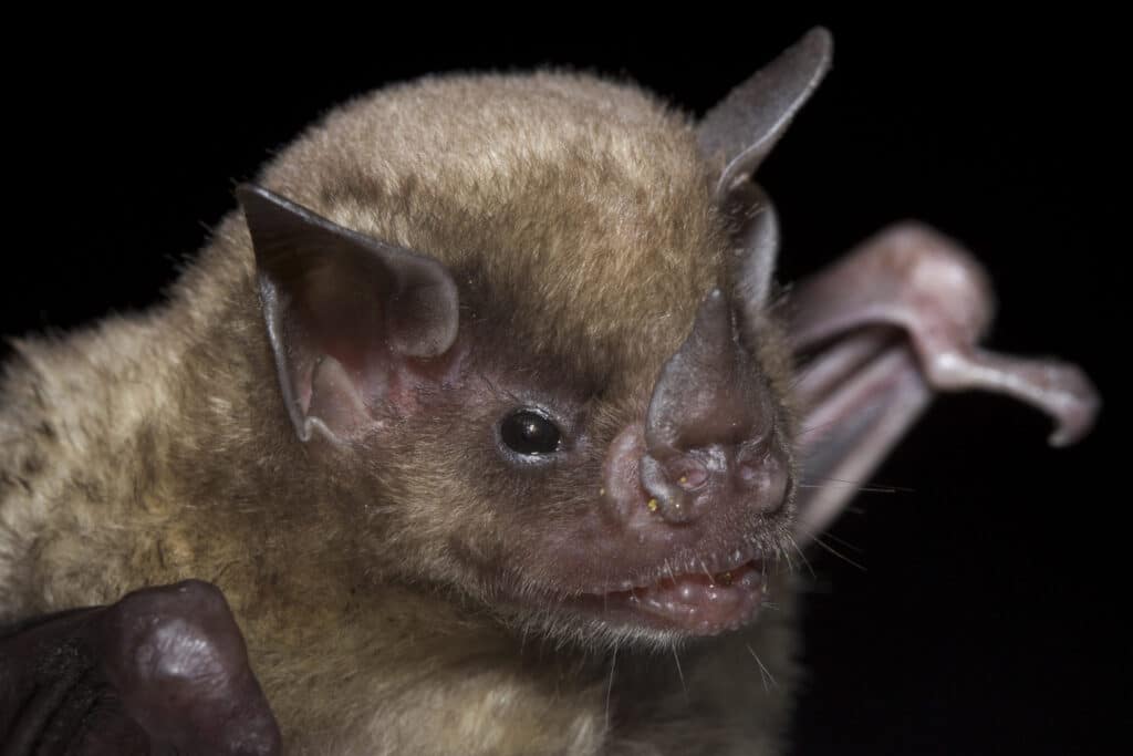 Sturnira tildae, à Nourages (97), par Julien Tranchard, Biotope.