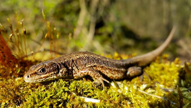 Lézard vivipare, Serris, par Renaud Garbé, Biotope.