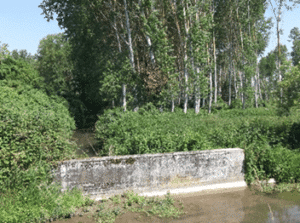 Marais de Taligny, Biotope.