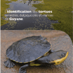 Identification des tortues terrestres, dulçaquicoles et marine de Guyane
