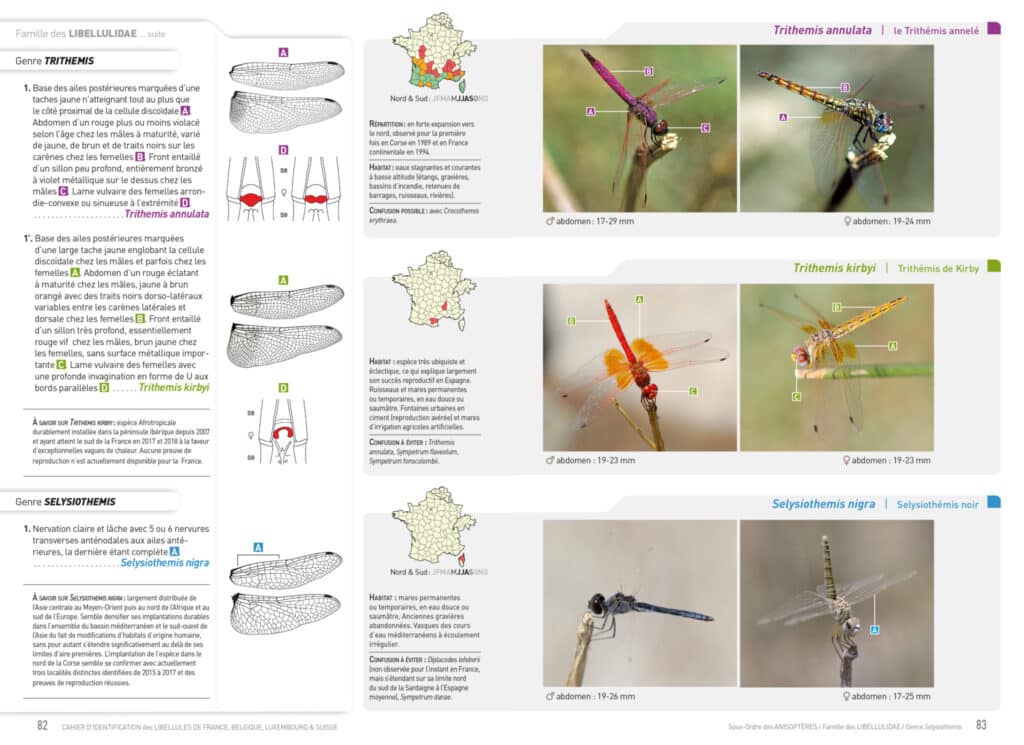 Trithemis kirbyi, libellule Afrotropicale 