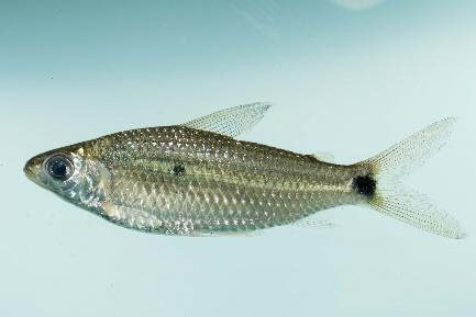 Biotope poisson d'eau douce Guyane