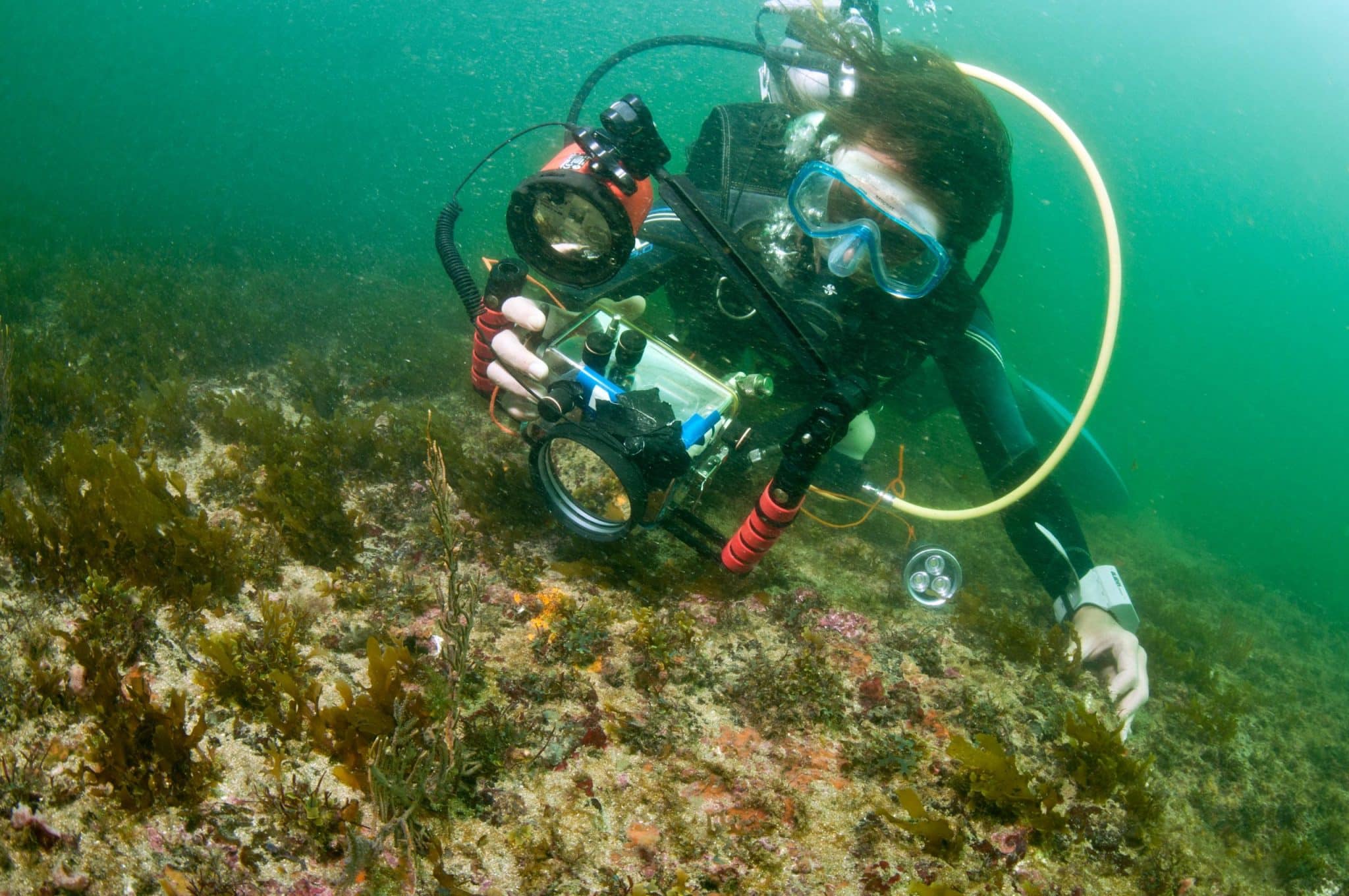 Exploration-naturaliste-sous-marine-Gabon