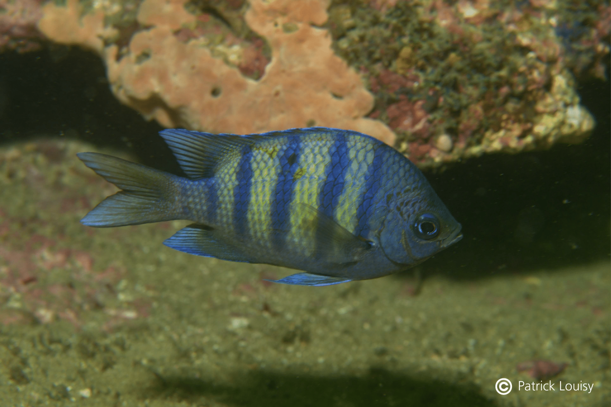 Underwater naturalist exploration in Gabon - Biorope Foundation