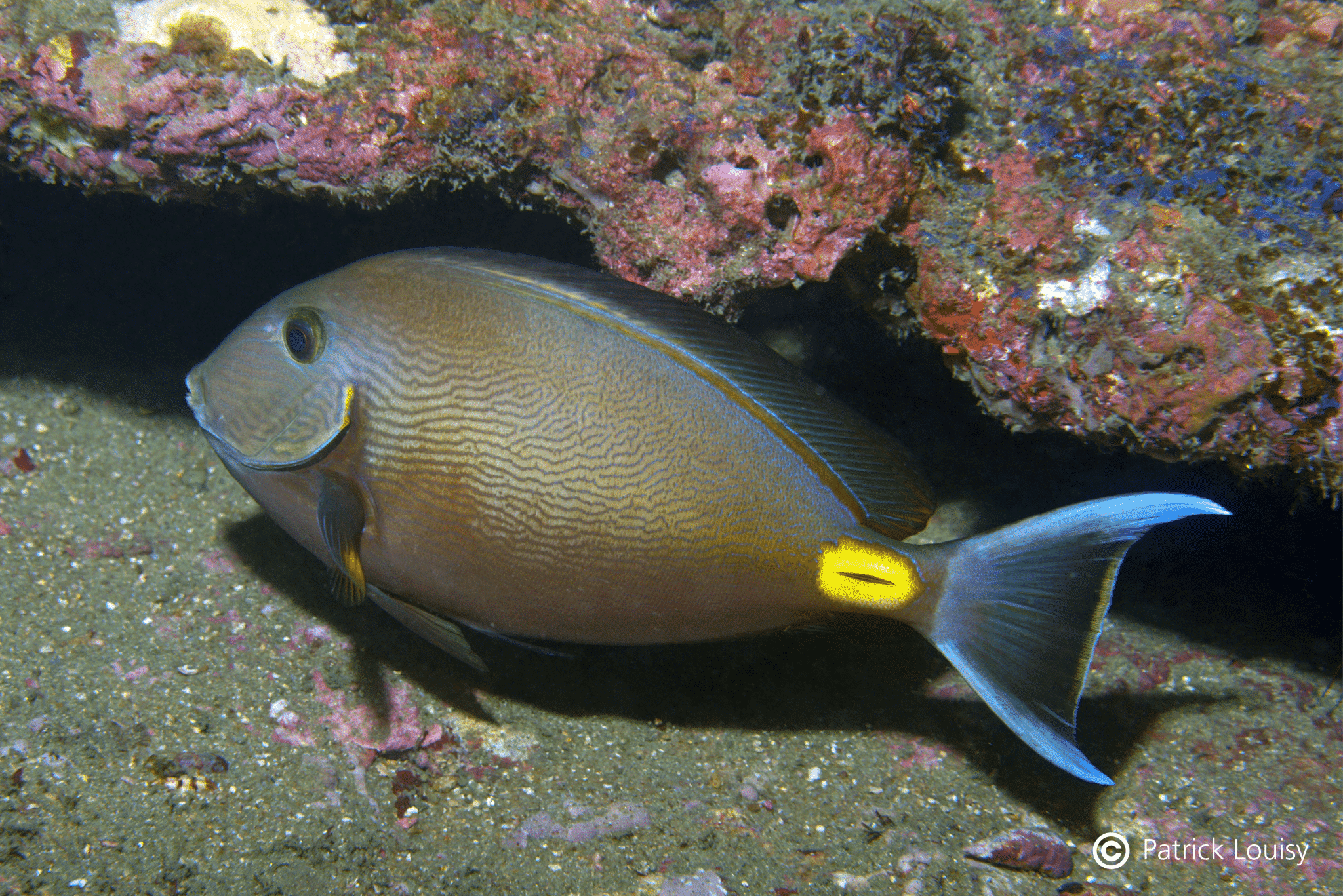 Underwater naturalist exploration in Gabon - Biorope Foundation