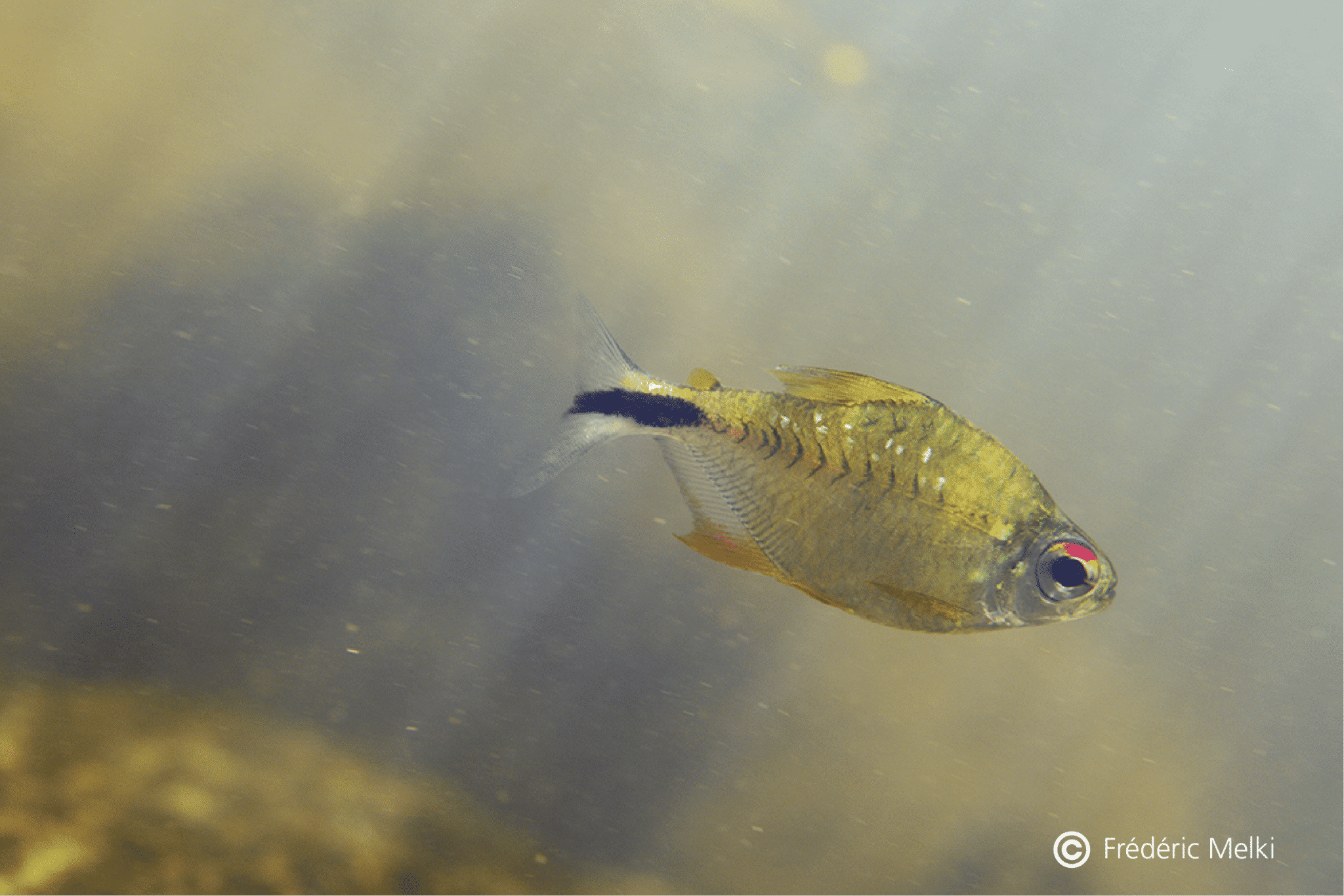 Guide poissons eau douce Guyane