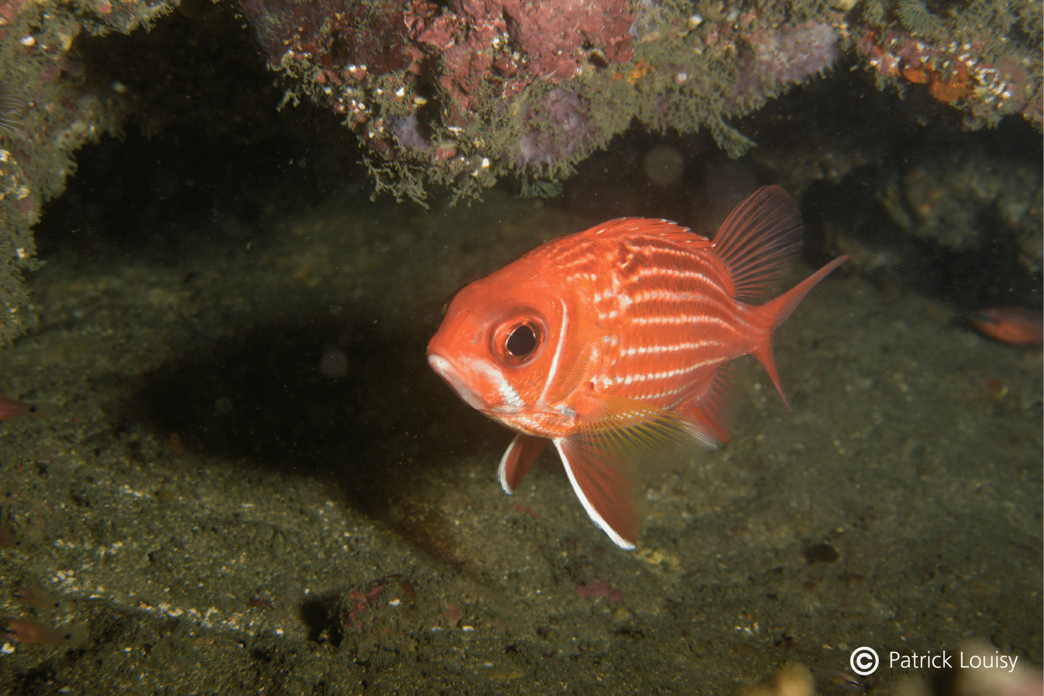Underwater naturalist exploration in Gabon - Biorope Foundation