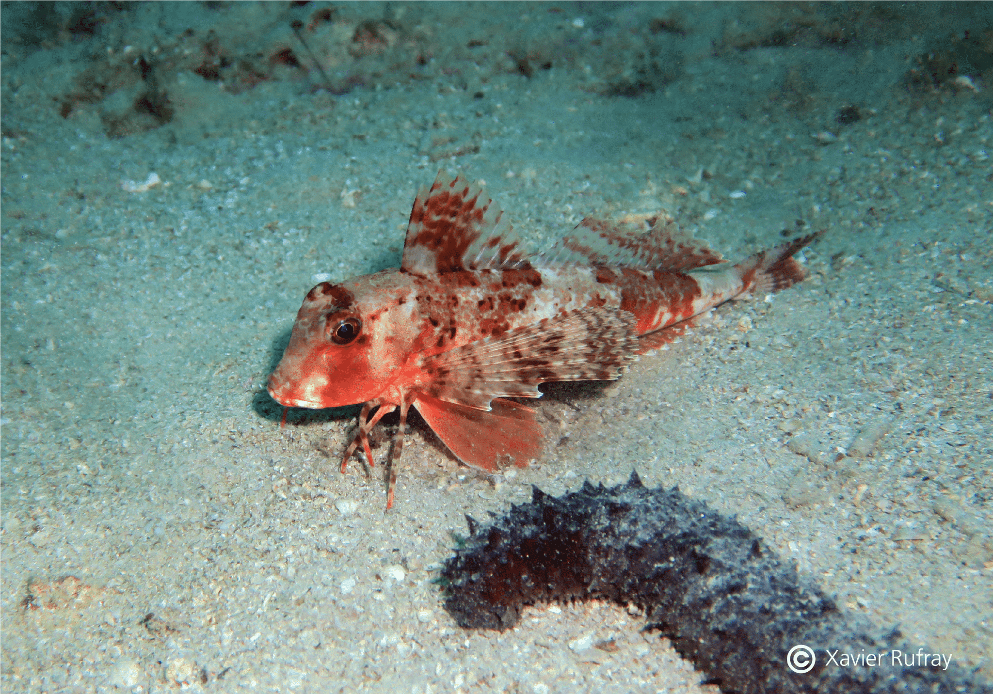 Trigloporus lastoviza_Stara Baska_Krk_Croatie_XRu_2