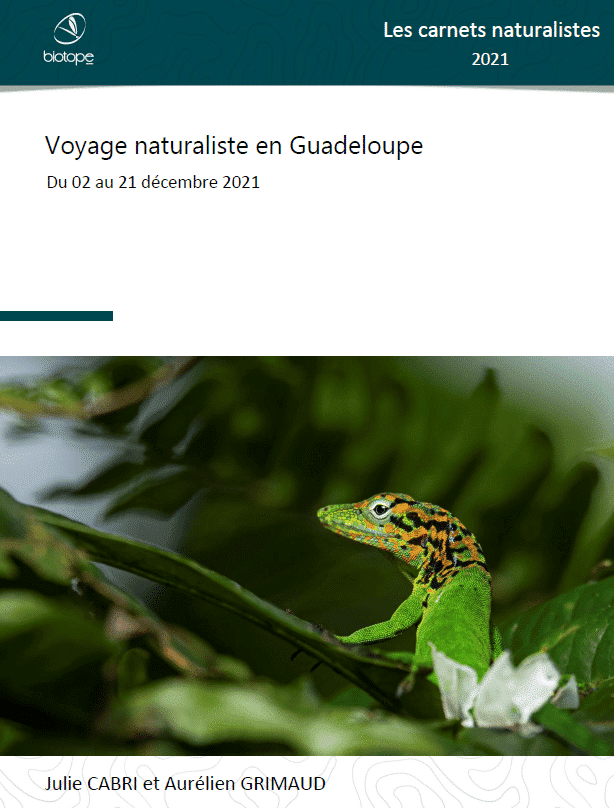 Voyage_naturaliste_Guadeloupe