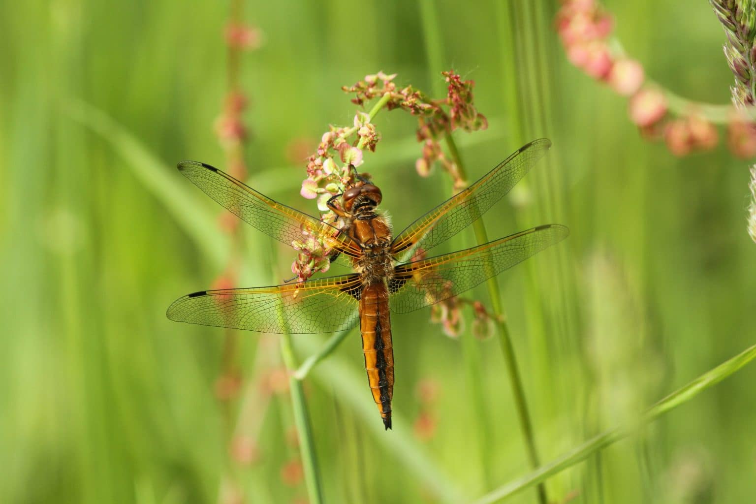 Biotope Biodiversity Ecosystem Specialist