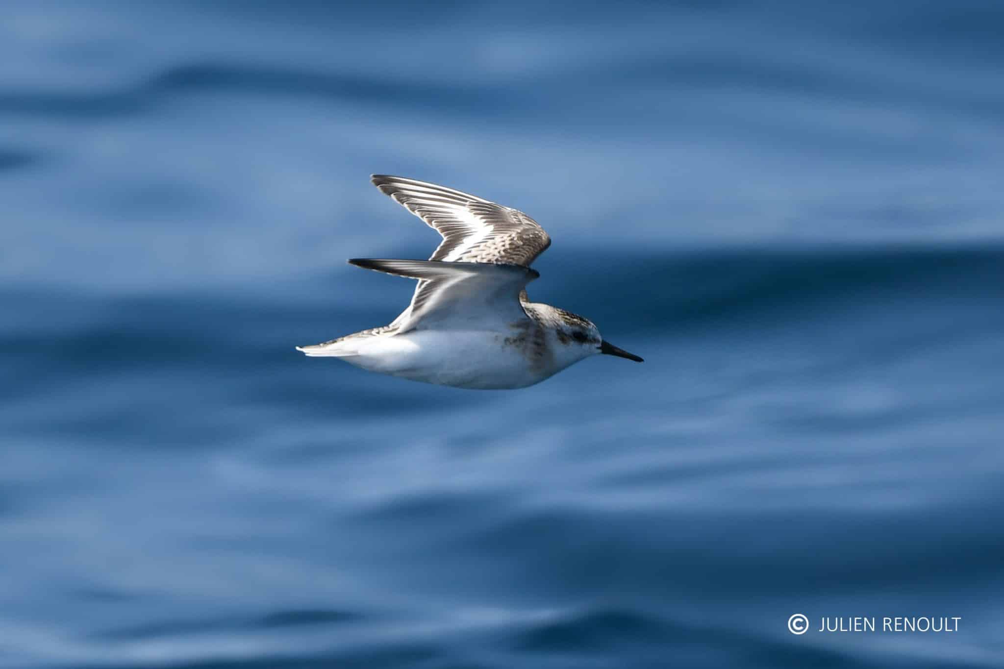 Oiseau volant au-dessus de l'océan, espèce Calidris alba