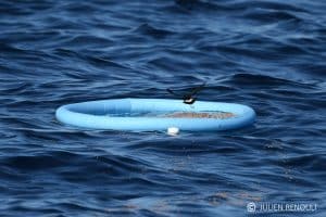 oiseau venant manger sur une bouée de mer contenant de la nourriture pour oiseaux