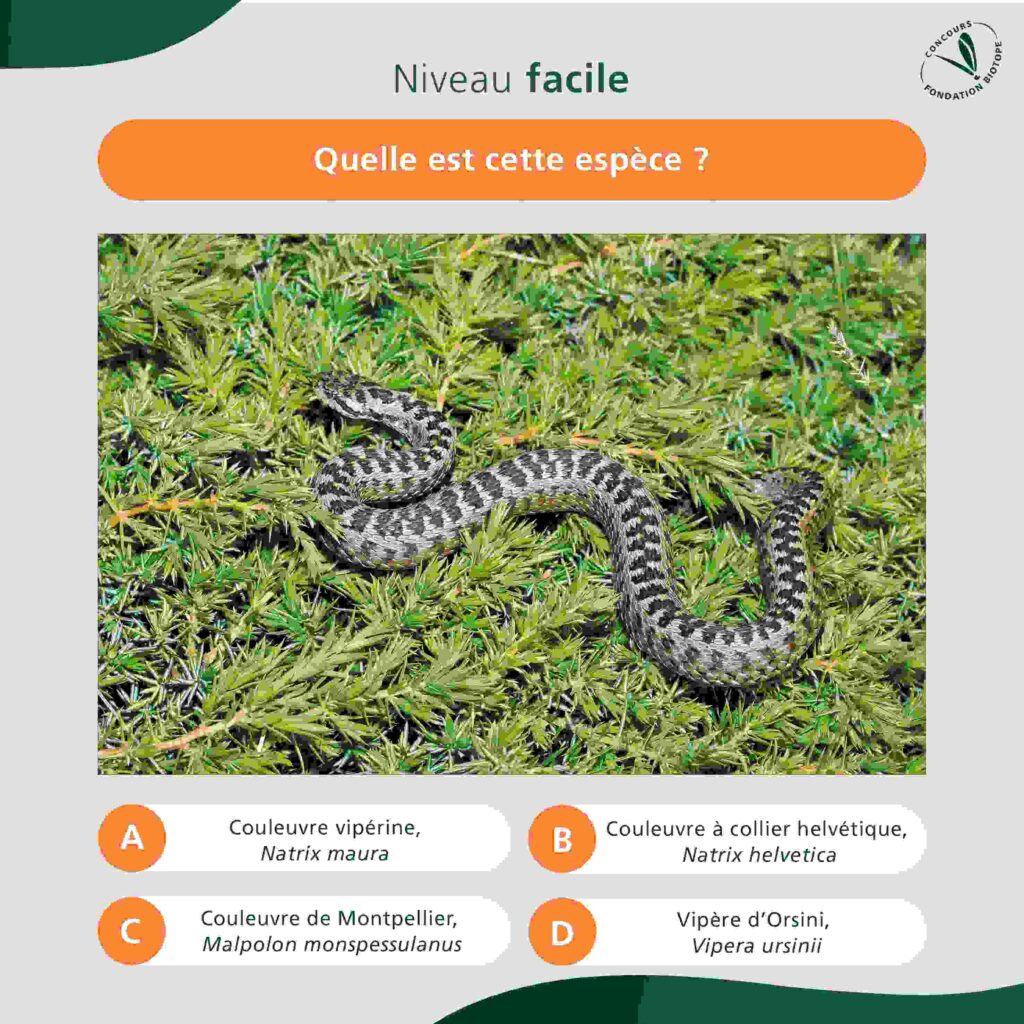 herpetologie_facile
