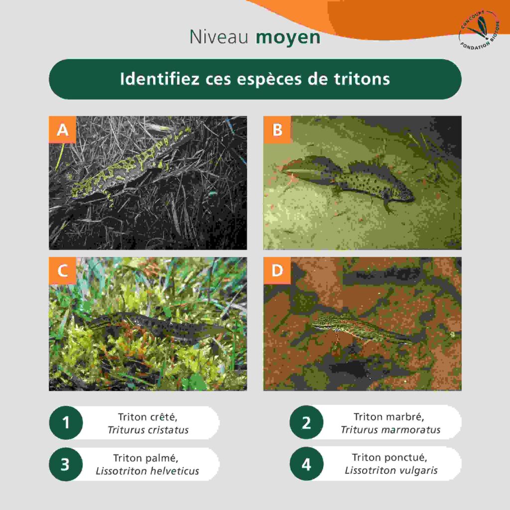 herpetologie_moyen