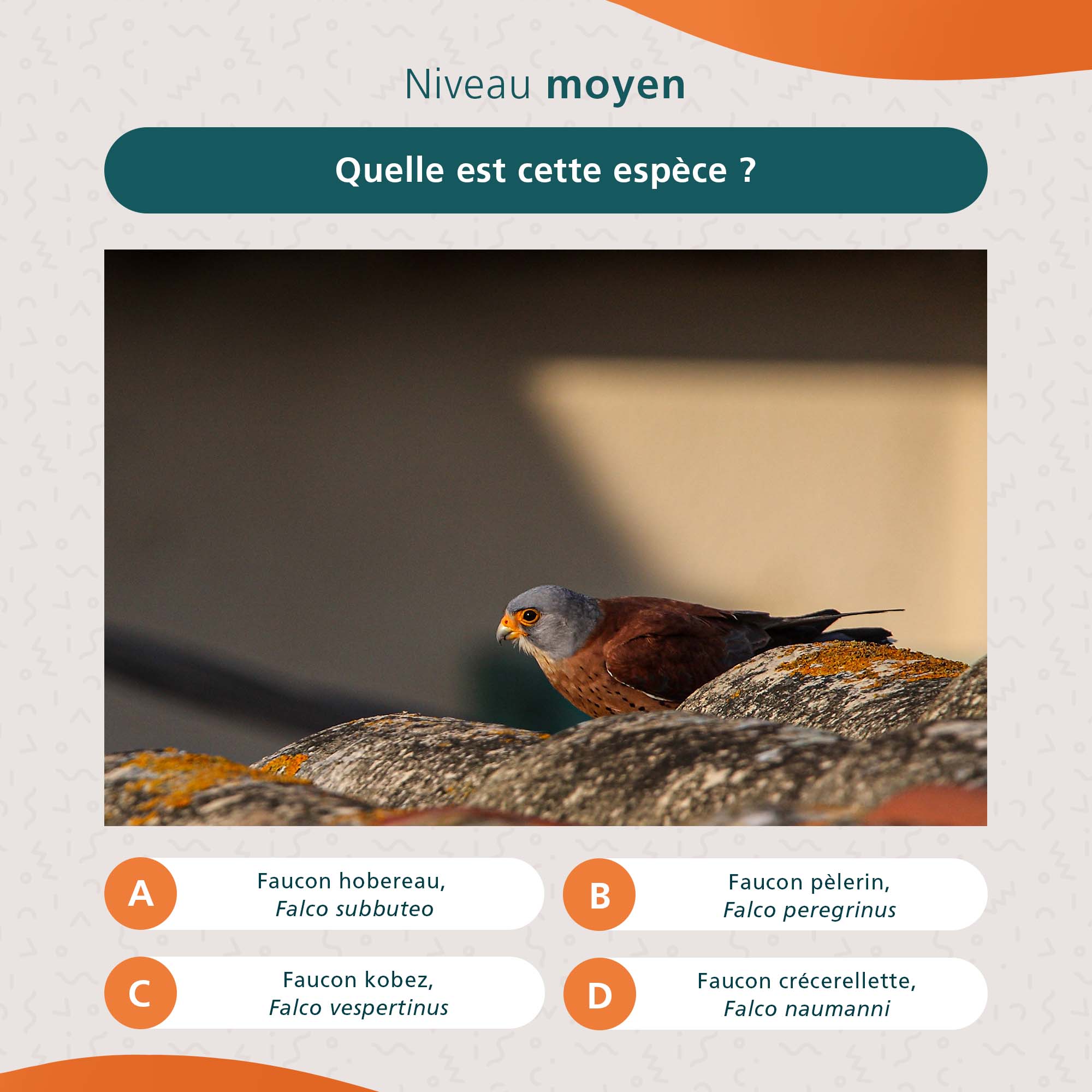 ornithologie_2