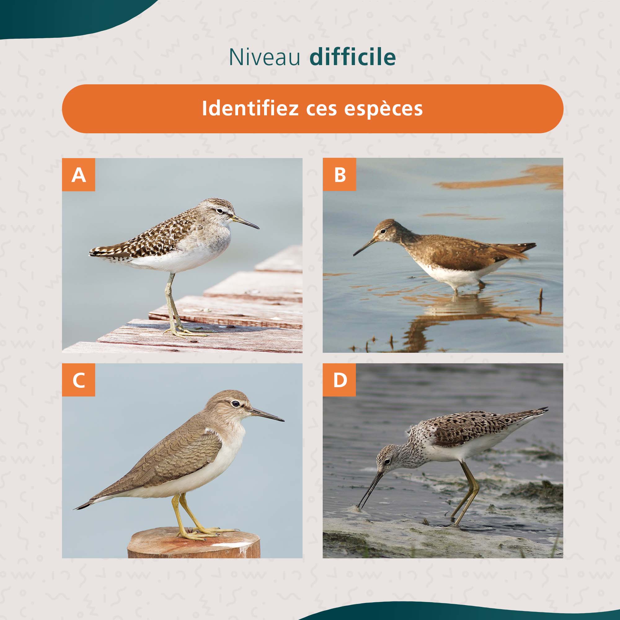 ornithologie_3
