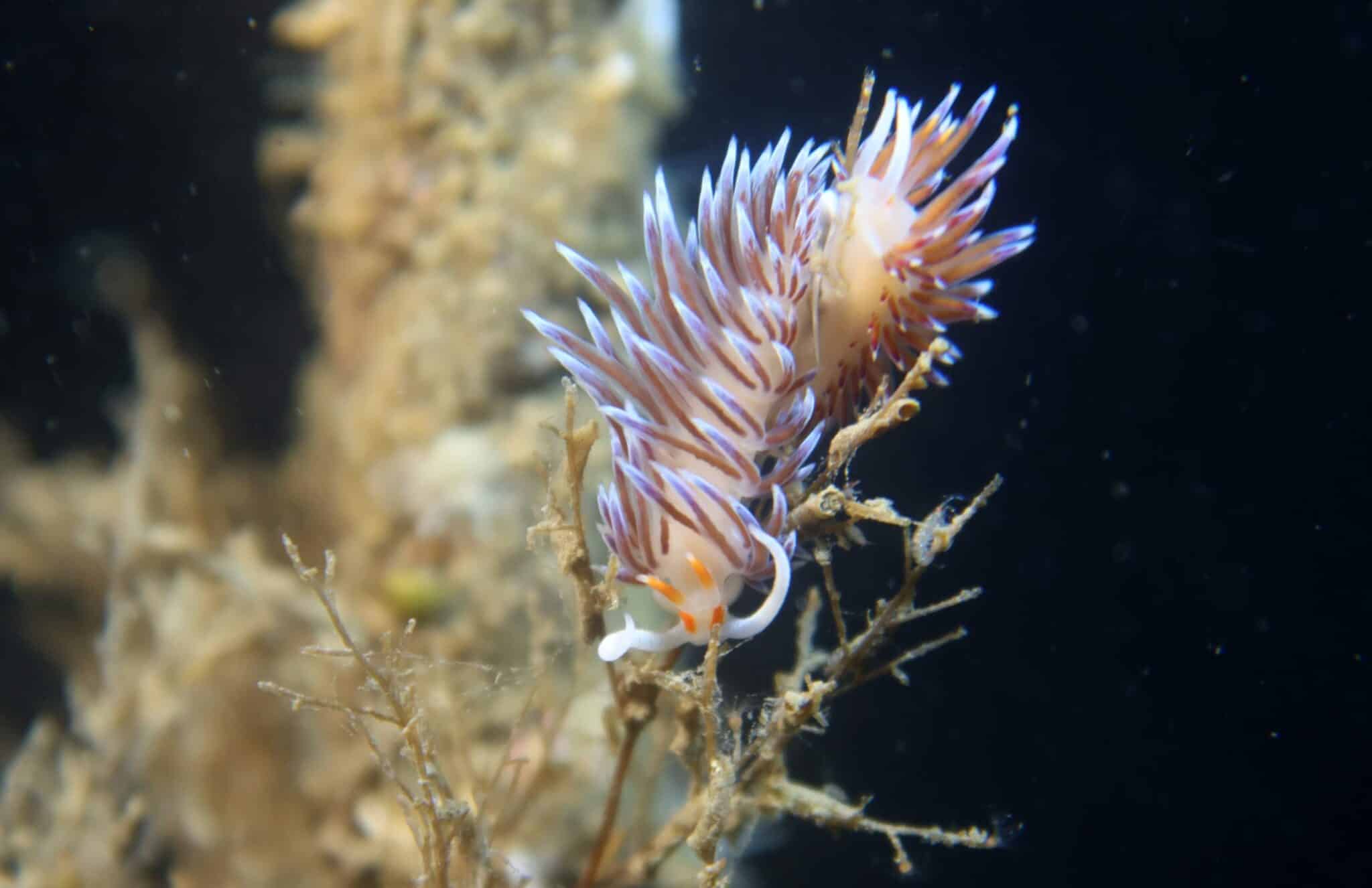 Cratena peregrina_Le Ponton 2020