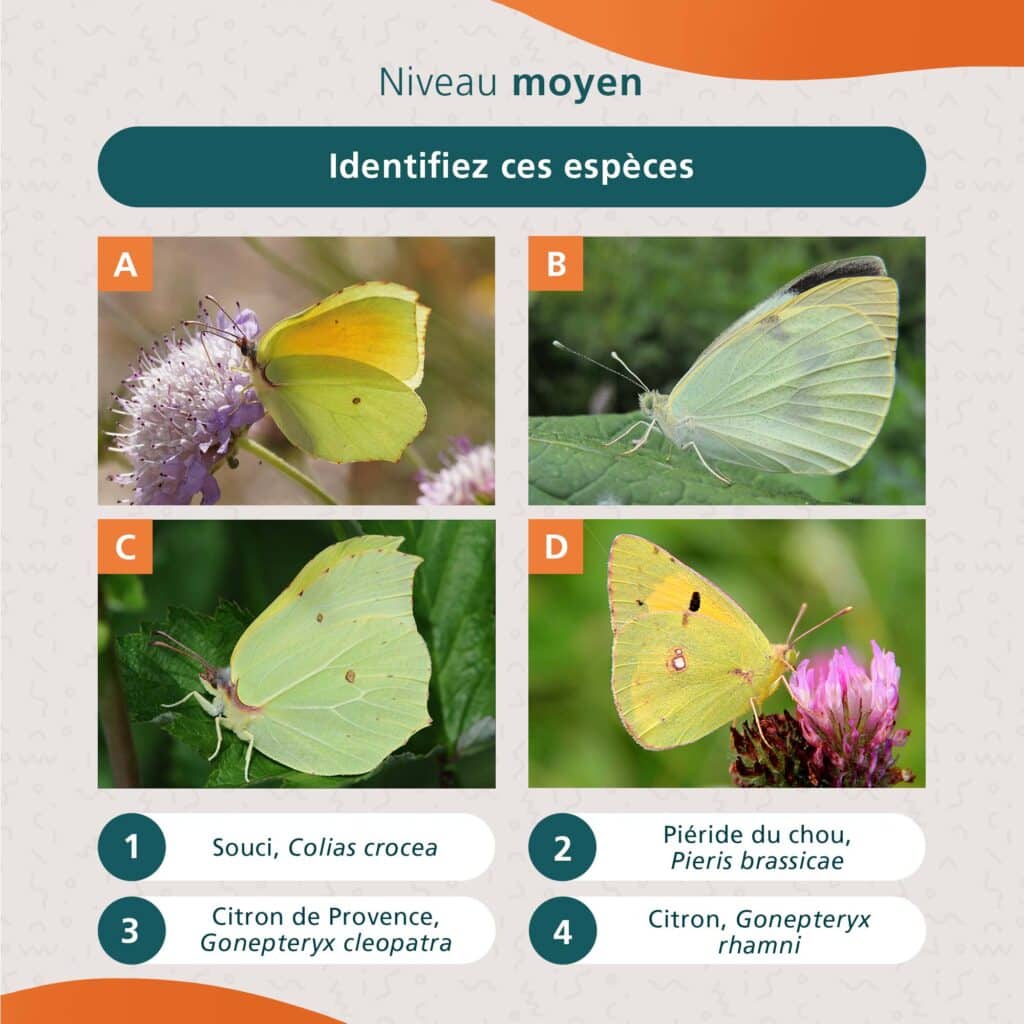 entomologie_3