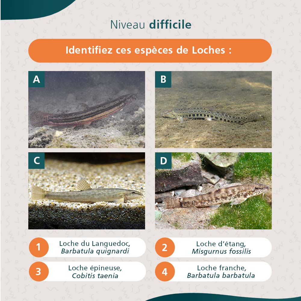 especes dulcicoles 3