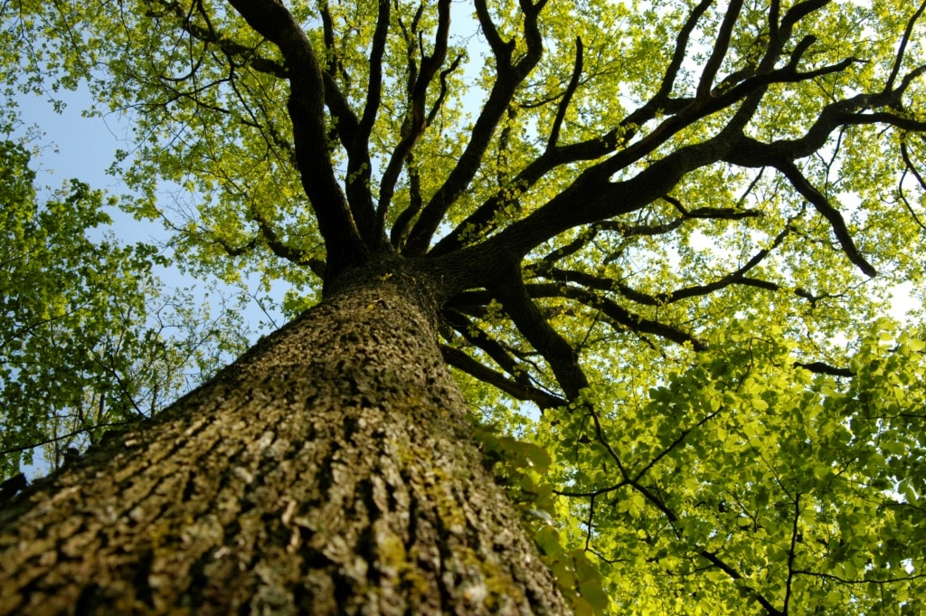 Biotope, nos valeurs