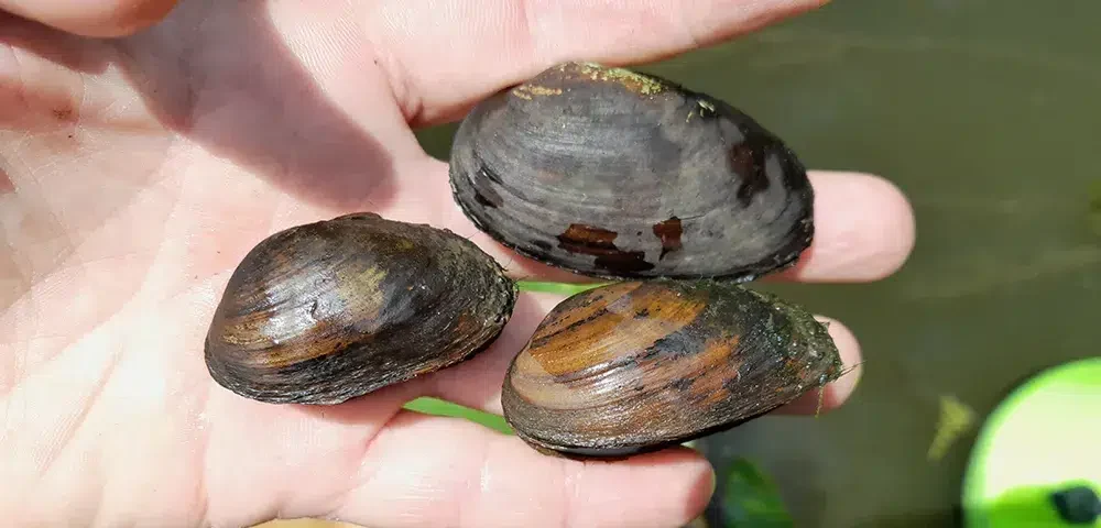 Spécimens de Grandes Mulettes