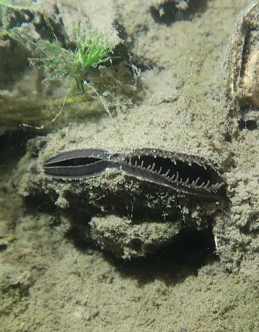 Mollusque d'eau douce dans son habitat